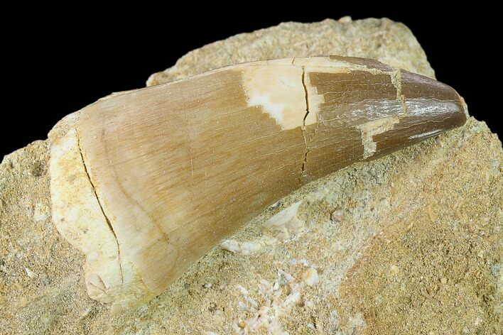 Mosasaur (Prognathodon) Tooth In Rock #133843
